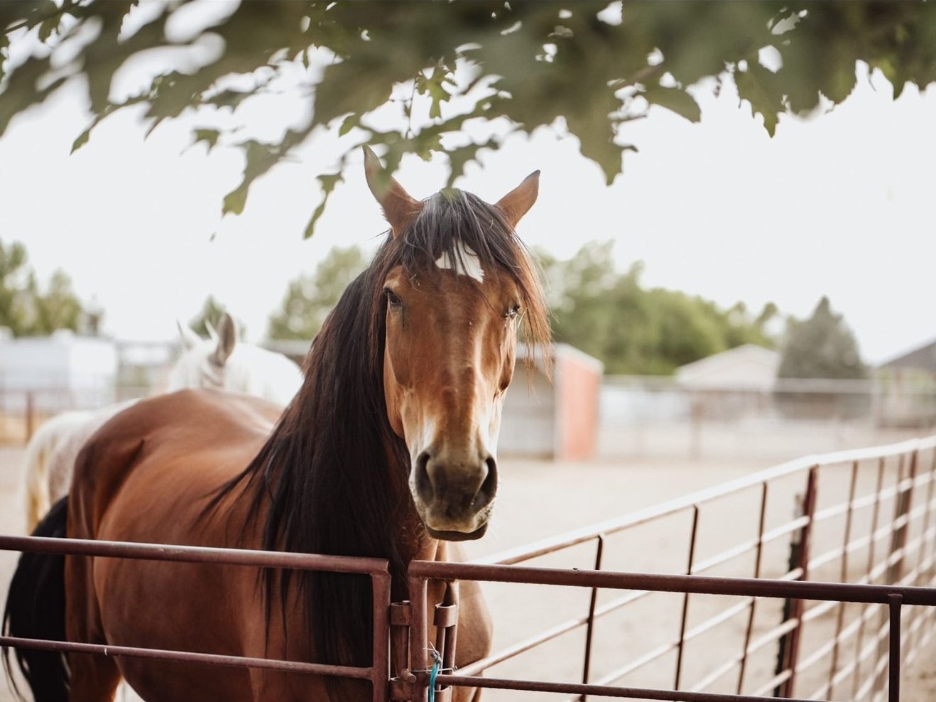 A bay horse at the arena gate